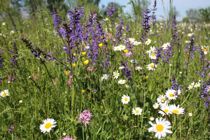 Eine Sommerwiese mit wei&szlig; und lila bl&uuml;henden Kr&auml;utern. Quelle: pixabay